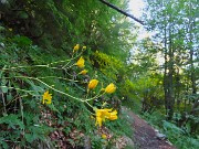 15 Dai prati sul sent. 219 saliamo nel bosco con fiori di Hieracium (Sparviere)